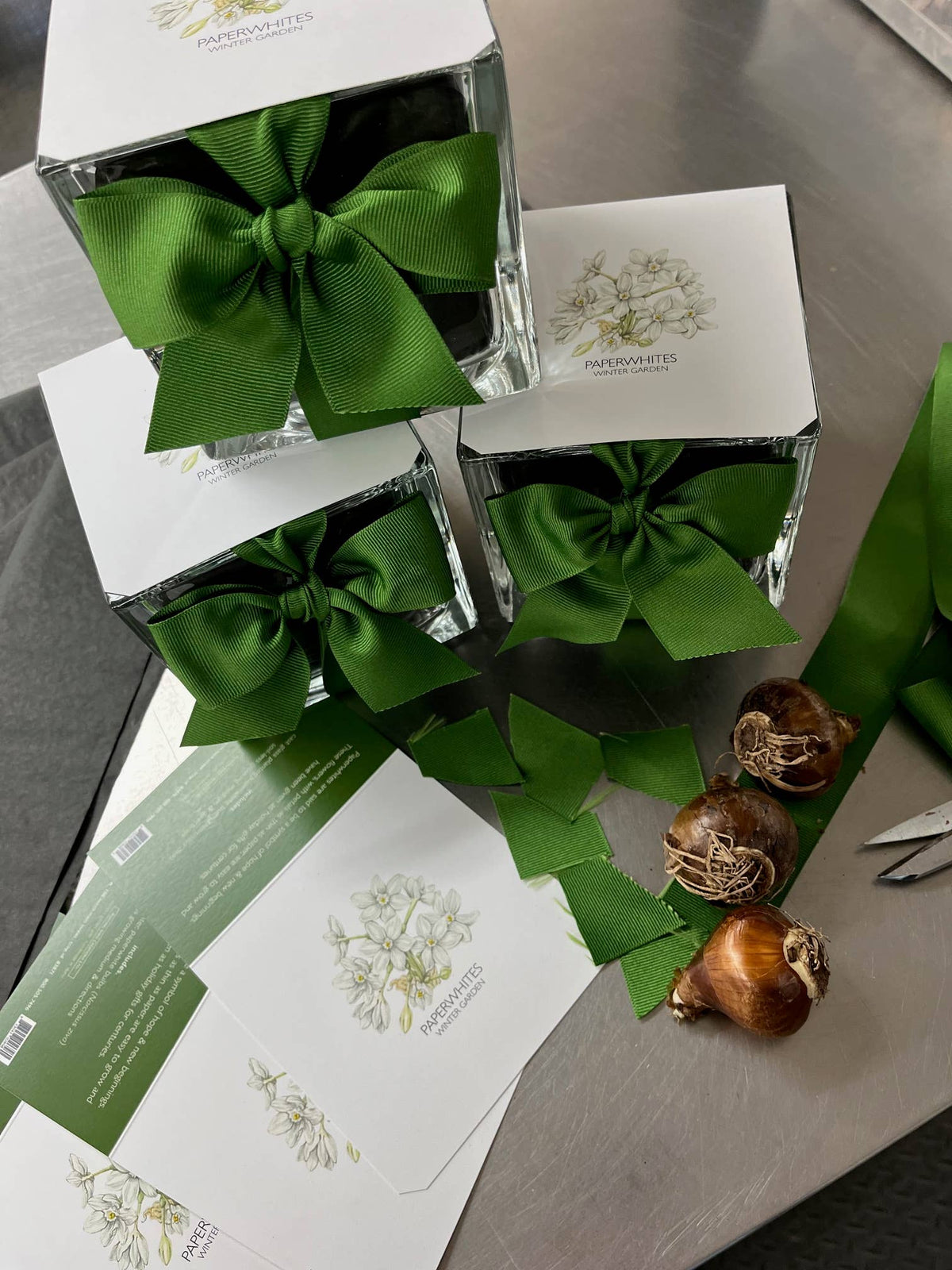 Paperwhites Winter Garden | Fall & Christmas | Best Seller