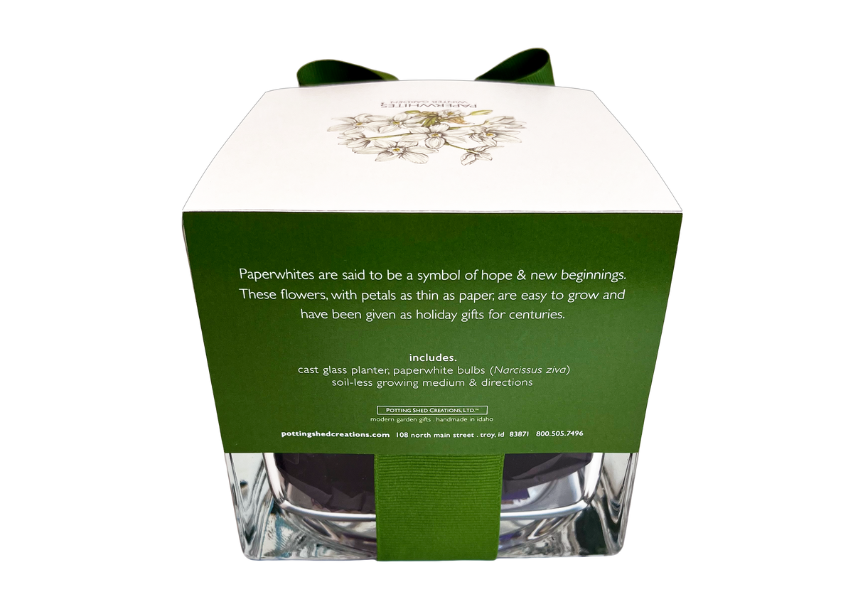 Paperwhites Winter Garden | Fall & Christmas | Best Seller