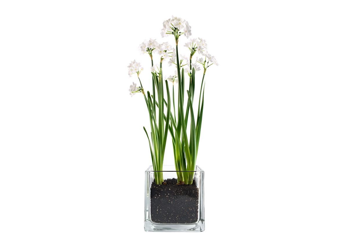 Paperwhites Winter Garden | Fall & Christmas | Best Seller