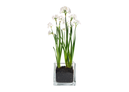 Paperwhites Winter Garden | Fall & Christmas | Best Seller