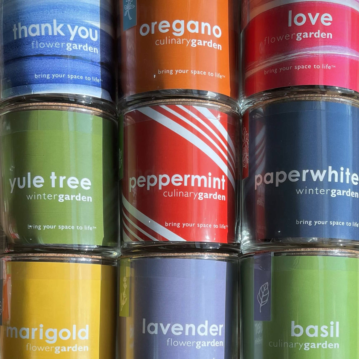 Essential | Paperwhites | Fall & Christmas | Best Seller
