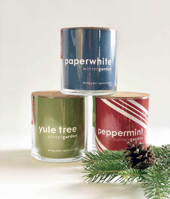 Essential | Paperwhites | Fall & Christmas | Best Seller