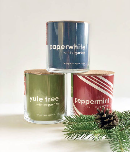 Essential | Paperwhites | Fall & Christmas | Best Seller