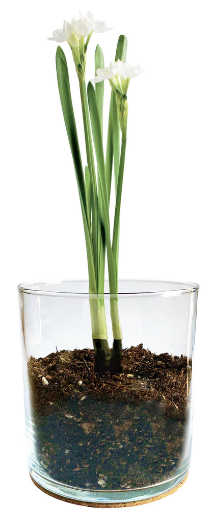 Essential | Paperwhites | Fall & Christmas | Best Seller